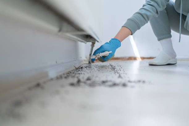Flea Control Services in Carroll Valley, PA